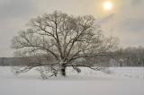 2/12/06 - Oak at Sunrise