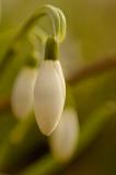 2/25/06 - Meadowlark Gardens