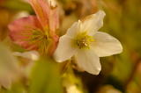 2/25/06 - Meadowlark Gardens