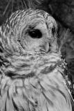 monochrome - 4 (closeup)