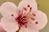 3/21/06 - Flowering Plum