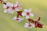 3/27/06 - Flowering Plum