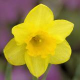 4/11/06 - Simply Daffy