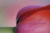 4/14/06 - Resting Tulip