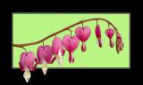 5/6/06 - Bleeding Hearts