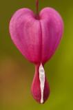 5/9/06 - Bleeding Heart Macro