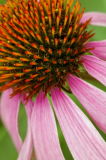 7/11/06 - Coneflower