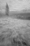 2/7/08 - IR Montage