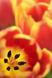 3/1/08 - More Tulips
