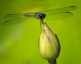 2/08 - Dragonfly & Lotus Bud