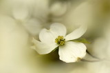 5/07 - Dogwood Cloud