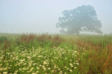 6/7/08 - Foggy Morning