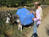 day 5 french pilgrim with donkey starting the day