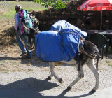 pilgrim with donkey