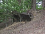 #16 roots still supporting tree on hill