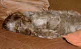 20081103-_MG_5038.jpg