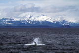 IMG_8023 Auke Bay whale.jpg