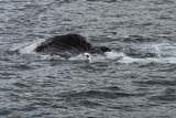 IMG_8216 Feeding whale.jpg