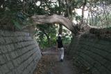 Joyce under branch near Luk Keng