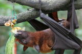 Fruit Bat (Close Up)