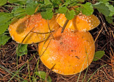 zP1060290 Mushroom at SanSuzEd near West Glacier.jpg