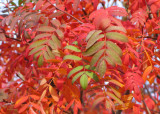 zIMG_0017 red leaves raw converted.jpg