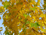 zIMG_0016 gold leaves raw converted.jpg