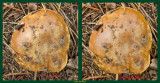 z DPP v ACR IMG_0032 Mushroom after heavy rain at SSE - acr into psd.jpg