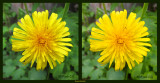 DPP v ACR - Yellow flower - s90 - DPP and ACR into CS5 - IMG_0034