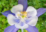 z IMG_0417 Columbine at SanSuzEd.jpg