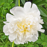 z IMG_0505 White peony at SanSuzEd.jpg