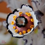 Indian pipe blossom - northwestern Montana - IMG_0764