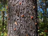  Pine beetle infests tree in northwest Montana - IMG_0999