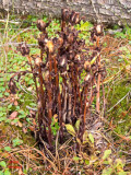 Older Indian pipe in context - IMG_1092