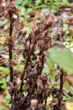 Indian pipe - late in season - IMG_1095