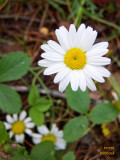 Wildflower - daisy - perhaps Bellis perennis - IMG_0982