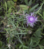 Spotted knapweed flower near a small dump in woods - IMG_1081