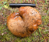 Mushrooms in northwestern Montana - Autumn 2010