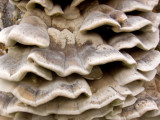 Fungus on land and tree - closeup - IMG_1909 