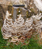 Fungus on land and tree - size - IMG_1907 