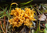 Fungus - Clavariaceae? Ramaria? - IMG_1968