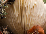 Gills of Large mushroom breaking dirt - IMG_1986 