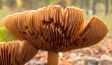 Gills - IMG_1991 