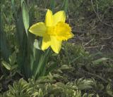 zCRW_0285 Yellow flower by river.jpg