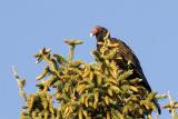 z_MG_1958 Last turkey vulture to roost.jpg