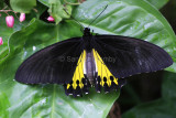 Common Birdwing