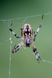 Spider at Sanjay Van