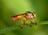 Robber Fly