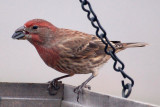 House Finch 1