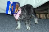 Schnauzer or Boxer?